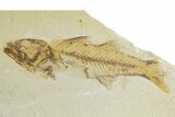 Bargain, Uncommon Fish Fossil (Mioplosus) - Wyoming #320362-1